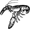 Crayfish