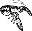 Crayfish