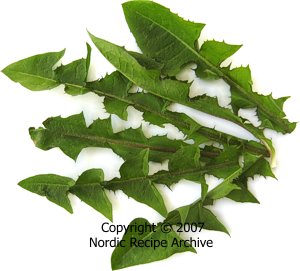 Dandelion leaves
