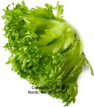 Ice lettuce
