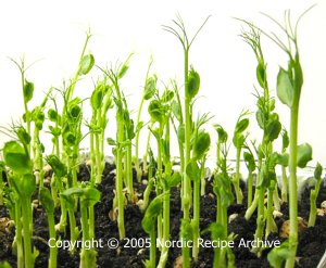 Green pea shoots