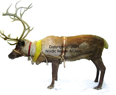 Finnish reindeer