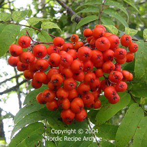 Rowanberries