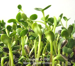 Sunflower shoots