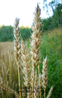 Ears of wheat Ears of wheat