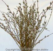 Pussy willow twigs